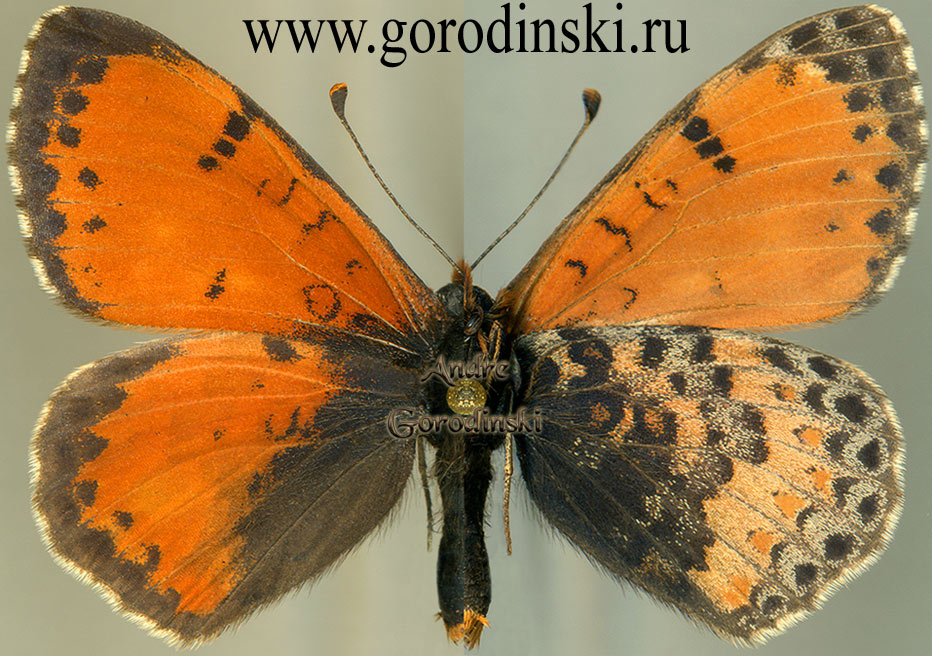 http://www.gorodinski.ru/nymphalidae/Melitaea lunulata lunulata.jpg